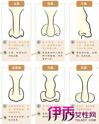 面相 鼻|十六种鼻子面相图文分析三六风水网